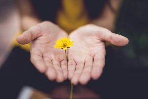 Två öppna händer som håller en liten gul blomma, symbol för omsorg, ansvar och gemensamma värderingar.