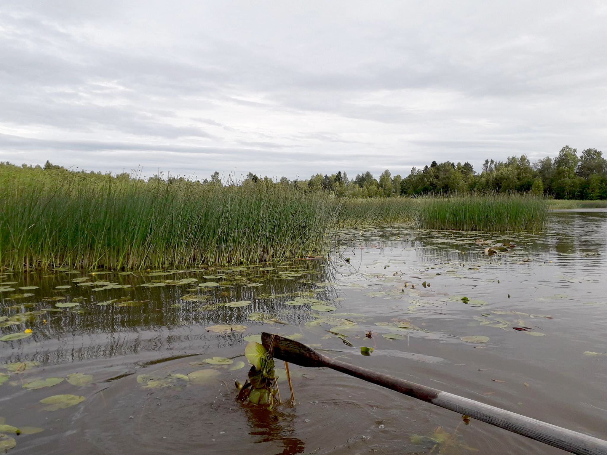 Foto av havsvik fylld av säv och näckrosblad. I förgrunden en traditionell åra från båt som ros genom viken. 